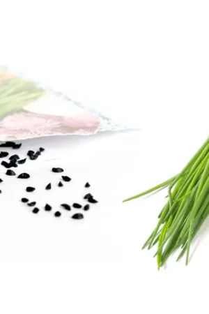 Authentique Sachet de graines de ciboulette