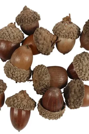 Glands naturels - 12 pièces Offre Limitée