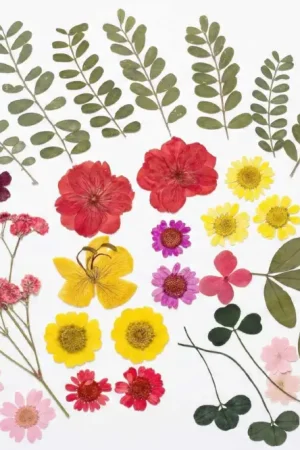 Fleurs et feuilles séchées - environ 40 pièces Nouveauté