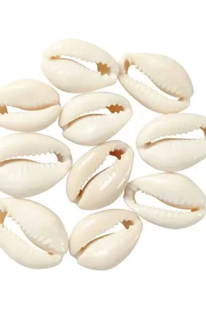 Coquillages Cauri naturels - 12 pièces Soldes